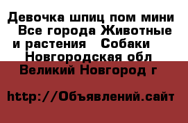 Девочка шпиц пом мини - Все города Животные и растения » Собаки   . Новгородская обл.,Великий Новгород г.